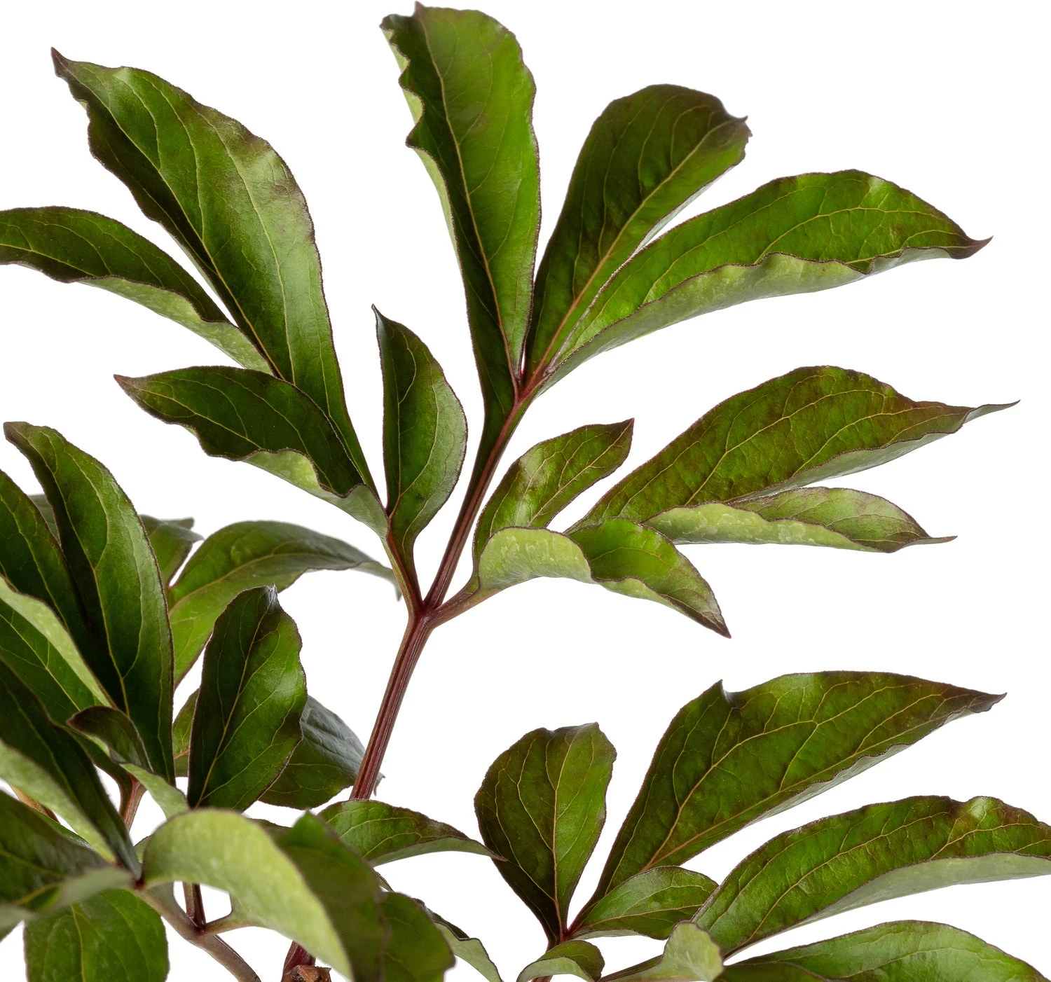 Pioenroos (Paeonia (LD) 'Duchesse De Nemours') D 11 H 80 Cm 4 Pioenroos (Paeonia (LD) 'Duchesse De Nemours') D 11 H 80 Cm - Afbeelding 2