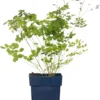 Chinese Ruit (Thalictrum Delavayi) D 11 H 125 Cm -Tuinplanten Winkel 8712044064888