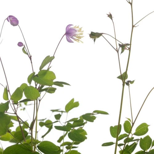 Chinese Ruit (Thalictrum Delavayi) D 11 H 125 Cm -Tuinplanten Winkel 8712044064888 1 1