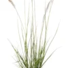 Lampenpoetsersgras (Pennisetum Alopecuroides 'Hameln') D 11 H 10 Cm