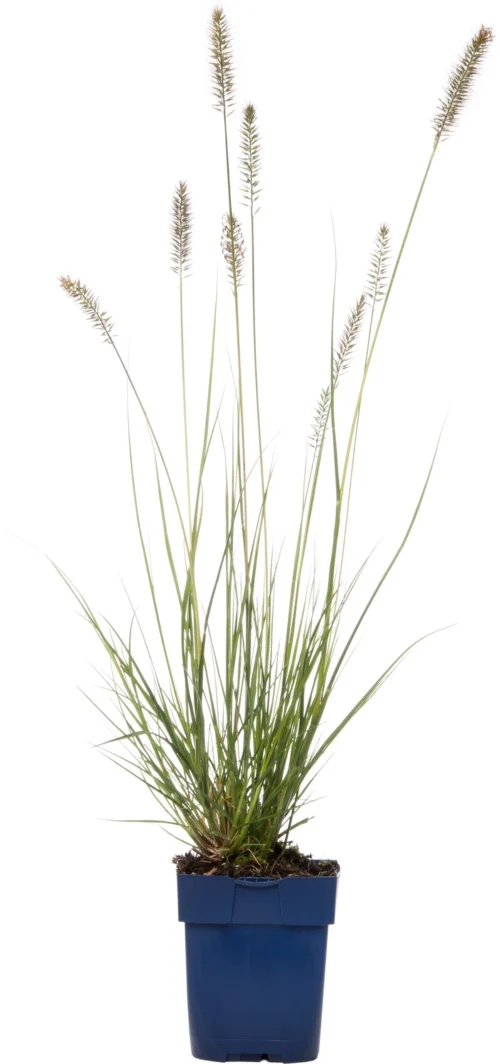 Lampenpoetsersgras (Pennisetum Alopecuroides 'Hameln') D 11 H 10 Cm