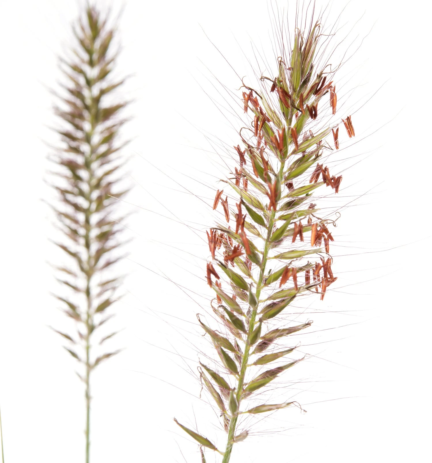 Lampenpoetsersgras (Pennisetum Alopecuroides 'Hameln') D 11 H 10 Cm 4 Lampenpoetsersgras (Pennisetum Alopecuroides 'Hameln') D 11 H 10 Cm - Afbeelding 2