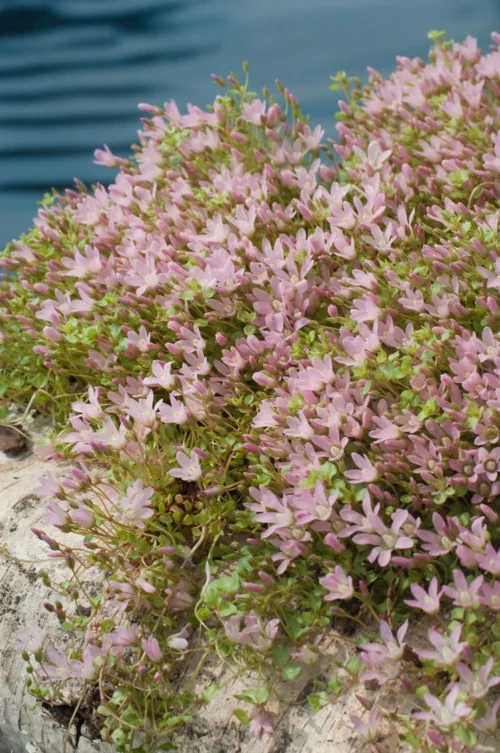 Teer Guichelheil (Anagallis Tenella) D 11 H 22,5 Cm