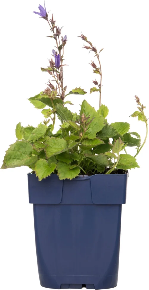 Kruipklokje (Campanula Poscharskyana) D 11 H 10 Cm