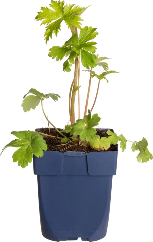 Ridderspoor (Delphinium (P) 'Astolat') D 11 H 150 Cm