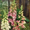 Vingerhoedskruid (Digitalis Purpurea 'Gloxiniiflora') D 11 H 125 Cm 1 Vingerhoedskruid (Digitalis Purpurea 'Gloxiniiflora') D 11 H 125 Cm -Tuinplanten Winkel 8712044147079