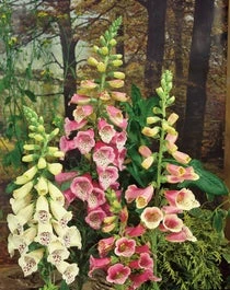 Vingerhoedskruid (Digitalis Purpurea 'Gloxiniiflora') D 11 H 125 Cm