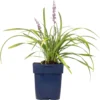 Leliegras (Liriope Muscari) D 11 H 10 Cm 1 Leliegras (Liriope Muscari) D 11 H 10 Cm -Tuinplanten Winkel 8712044151892 1