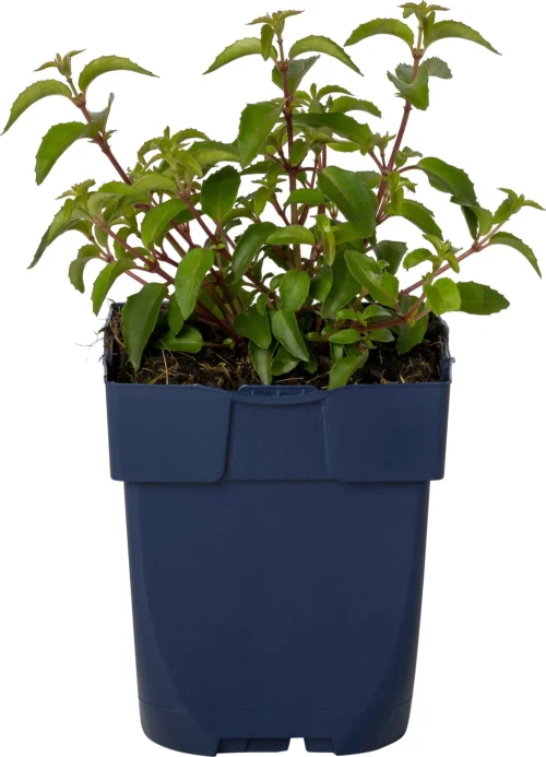 Bellenplant (Fuchsia 'Lady Thumb') D 11 H 40 Cm