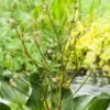 Waterweegbree (Alisma Parviflora) D 18 H 10 Cm -Tuinplanten Winkel 8712044889160