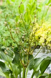 Waterweegbree (Alisma Parviflora) D 18 H 10 Cm 3 Waterweegbree (Alisma Parviflora) D 18 H 10 Cm