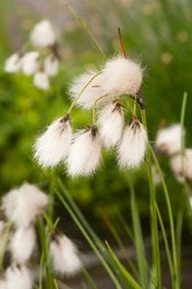 Veenpluis (Eriophorum Angustifolium) D 18 H 30 Cm