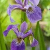 Amerikaanse Iris (Iris Versicolor) D 18 H 30 Cm -Tuinplanten Winkel 8712044889467