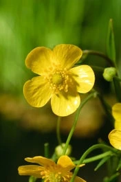 Egelboterbloem (Ranunculus Flammula) D 18 H 30 Cm