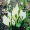 Witte Moerasaronskelk (Lysichiton Camtschatcensis) D 18 H 30 Cm -Tuinplanten Winkel 8712044890104