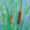 Bonte Lisdodde (Typha Latifolia 'Variegata') D 18 H 30 Cm -Tuinplanten Winkel 8712044890210