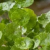 Waternavel (Hydrocotyle Vulgaris) D 18 H 30 Cm -Tuinplanten Winkel 8712044890258