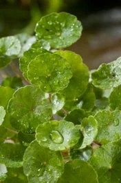 Waternavel (Hydrocotyle Vulgaris) D 18 H 30 Cm 3 Waternavel (Hydrocotyle Vulgaris) D 18 H 30 Cm