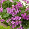 Rijstebrij (Arabis Caucasica 'Rosea') D 11 H 10 Cm -Tuinplanten Winkel 8712044935027 3 1