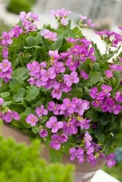 Rijstebrij (Arabis Caucasica 'Rosea') D 11 H 10 Cm