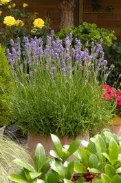 Lavendel (Lavandula Angustifolia 'Munstead') D 11 H 45 Cm