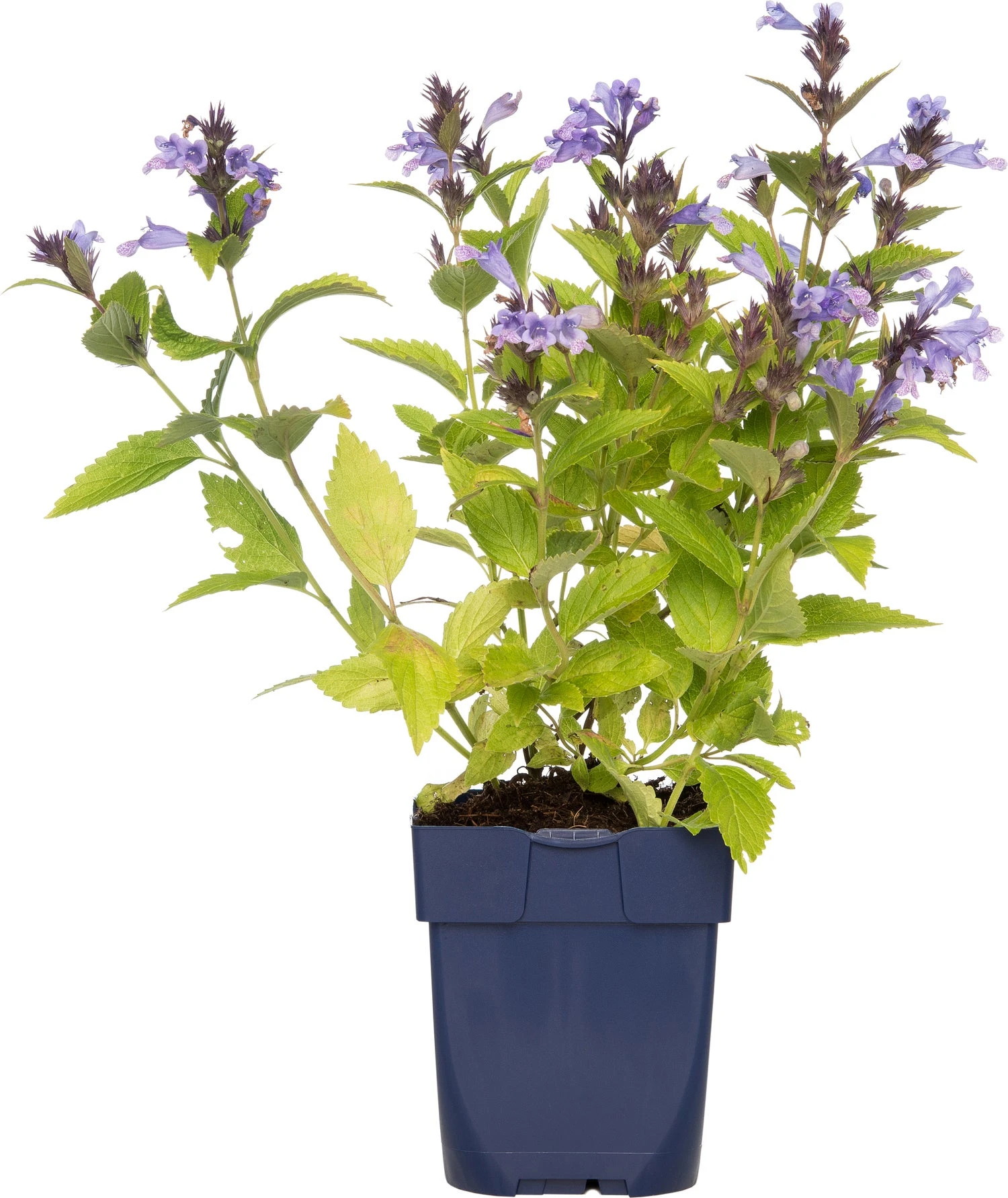 Kattenkruid (Nepeta Subsessilis) D 11 H 10 Cm 3 Kattenkruid (Nepeta Subsessilis) D 11 H 10 Cm