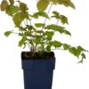 Geitenbaard (Aruncus Dioicus) D 11 H 20 Cm 1 Geitenbaard (Aruncus Dioicus) D 11 H 20 Cm -Tuinplanten Winkel 8712815641836 1