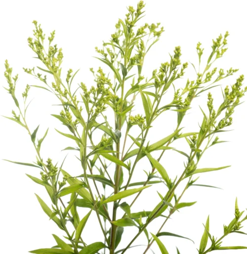 Guldenroede (Solidago 'Strahlenkrone') D 11 H 10 Cm -Tuinplanten Winkel 8712815645544 1 1