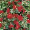 Rode Maskerbloem (Mimulus 'Bonfire Red') D 9 H 20 Cm 2 Rode Maskerbloem (Mimulus 'Bonfire Red') D 9 H 20 Cm -Tuinplanten Winkel 8712815728070
