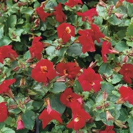 Rode Maskerbloem (Mimulus 'Bonfire Red') D 9 H 20 Cm 3 Rode Maskerbloem (Mimulus 'Bonfire Red') D 9 H 20 Cm