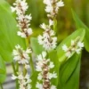 Snoekkruid Wit (Pontederia Cordata 'White Pike') D 18 H 30 Cm -Tuinplanten Winkel 8712815756356