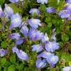 Mazus (Mazus Reptans 'Blue') D 18 H 30 Cm 2 Mazus (Mazus Reptans 'Blue') D 18 H 30 Cm -Tuinplanten Winkel 8712815756530