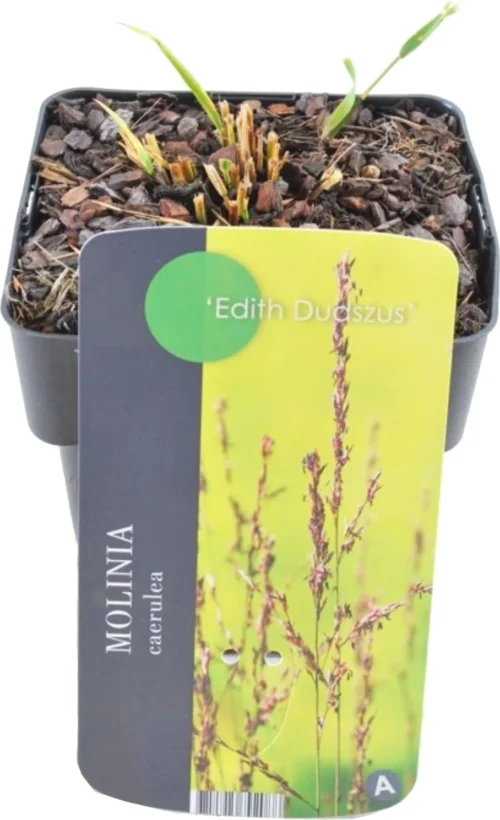 Pijpestrootje (Molinia Caerulea 'Edith Dudszus') D 17 H 10 Cm