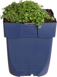 Kruiptijm (Thymus Praecox 'Minor') D 11 H 5 Cm