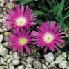 IJsbloem (Delosperma Sutherlandii) D 11 H 10 Cm -Tuinplanten Winkel 8712815812311