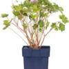 Ooievaarsbek (Geranium Incanum 'Joy') D 11 H 10 Cm -Tuinplanten Winkel 8712815818320