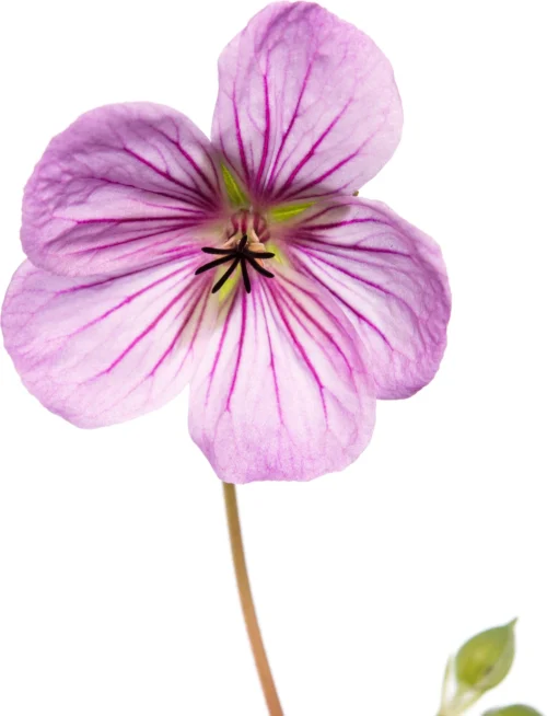 Ooievaarsbek (Geranium Incanum 'Joy') D 11 H 10 Cm -Tuinplanten Winkel 8712815818320 2