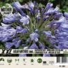 Florex Moederplant Afrikaanse Lelie (Agapanthus) Blauw 1 Florex Moederplant Afrikaanse Lelie (Agapanthus) Blauw -Tuinplanten Winkel 8713339000277