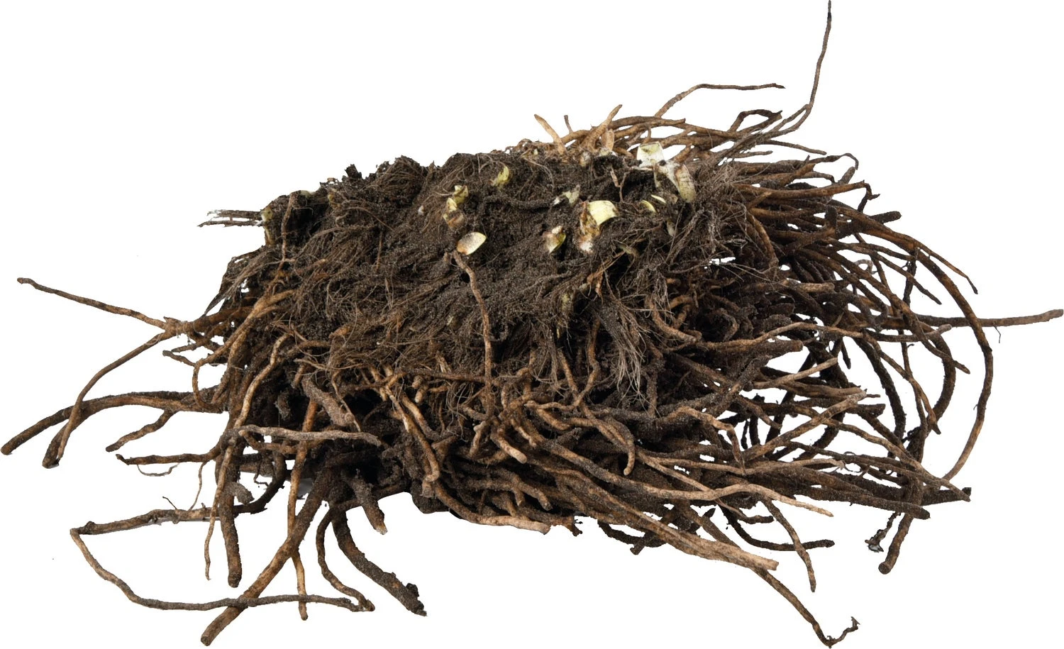 Florex Moederplant Afrikaanse Lelie (Agapanthus) Blauw 4 Florex Moederplant Afrikaanse Lelie (Agapanthus) Blauw - Afbeelding 2