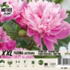 Florex Moederplant Pioenroos (Paeonia) Roze -Tuinplanten Winkel 8713339000413