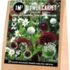 Florex Bloembollen 1M² Bloementapijt Persian Nights 25 Stuks -Tuinplanten Winkel 8713339139861