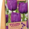 Florex Bloembollen Tulp (Tulipa 'Blue Beauty') 15 Stuks 1 Florex Bloembollen Tulp (Tulipa 'Blue Beauty') 15 Stuks -Tuinplanten Winkel 8713339167819