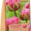 Florex Bloembollen Tulp (Tulipa 'Aveyron') 12 Stuks 2 Florex Bloembollen Tulp (Tulipa 'Aveyron') 12 Stuks -Tuinplanten Winkel 8713339167826