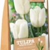Florex Bloembollen Tulp (Tulipa 'White Flag') 15 Stuks 2 Florex Bloembollen Tulp (Tulipa 'White Flag') 15 Stuks -Tuinplanten Winkel 8713339167840