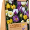 Florex Bloembollen Krokus (Crocus) Botanische Mix 40 Stuks 2 Florex Bloembollen Krokus (Crocus) Botanische Mix 40 Stuks -Tuinplanten Winkel 8713339167864