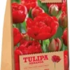 Florex Bloembollen Tulp (Tulipa 'Miranda') 15 Stuks -Tuinplanten Winkel 8713339167871