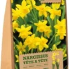 Florex Bloembollen Narcis (Narcissus 'Tète A Tète') 20 Stuks 2 Florex Bloembollen Narcis (Narcissus 'Tète A Tète') 20 Stuks -Tuinplanten Winkel 8713339167888
