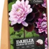 Florex Dahlia Knol (Dahlia 'Daria In Love') 2 Stuks 1 Florex Dahlia Knol (Dahlia 'Daria In Love') 2 Stuks -Tuinplanten Winkel 8713339168014