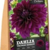 Florex Dahlia Knol (Dahlia 'Thomas Edison') 2 Stuks 1 Florex Dahlia Knol (Dahlia 'Thomas Edison') 2 Stuks -Tuinplanten Winkel 8713339168021