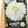 Florex Dahlia Knol (Dahlia 'Fleurel') 2 Stuks -Tuinplanten Winkel 8713339168038